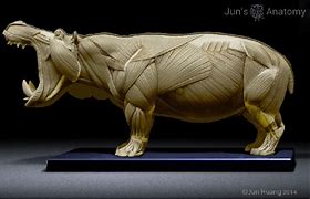 Image result for Hippo Skin Section Anatomy