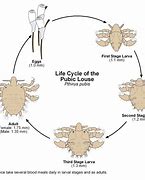 Image result for What Does Crabs Look Like On Skin