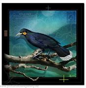 Image result for Huia Draw