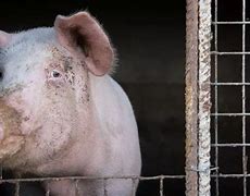 Image result for Pig Flu Symptoms