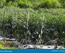 Image result for Chilli Plantation