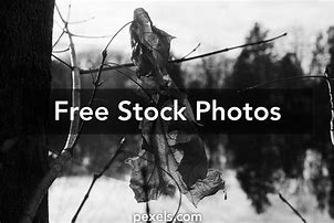 Image result for Branches in Winter