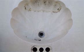 Image result for Shell Shaped Sink