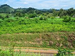 Image result for Mount Nimba Strict Nature Reserve