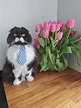 Image result for Cat Wearing Tie