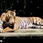 Image result for Alamy Tiger