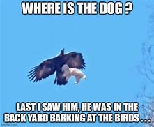 Image result for I'm an Eagle Meme