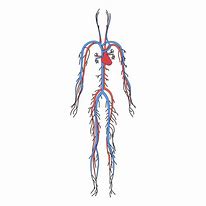 Image result for Circulatory System Diagram PNG