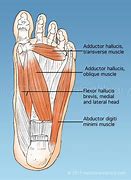 Image result for Foot Arch Images