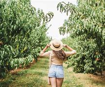 Image result for Barton Orchards Peach Picking