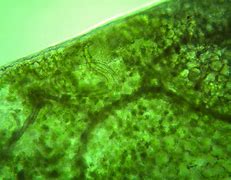 Image result for Ditylenchus Dipsaci