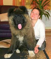 Image result for Long Hair Akita