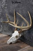 Image result for Deer Skull Profile