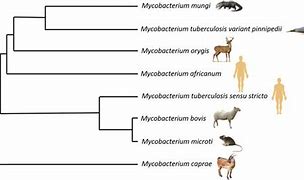 Image result for Mycobacterium Species