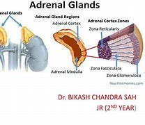 Image result for Adrenal Physiology