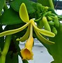 Image result for Vanilla Orchid South America