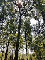 Image result for Willow Tree Arkansas