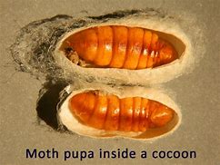 Image result for Pupa Chrysalis Cocoon Fail