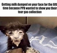 Image result for Milk Face Cat Meme