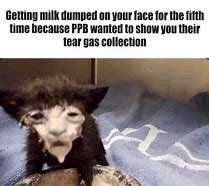 Image result for Cat with Milk Face