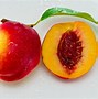 Image result for Summer Peach Tree