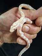 Image result for Snow Corn Snake