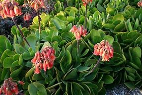 Image result for Cotyledon Macrantha