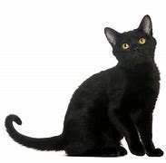 Image result for Black Cat Breeds