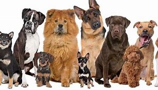 Image result for Most Expensive Dog