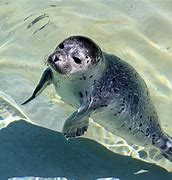 Image result for Fat Harp Seal