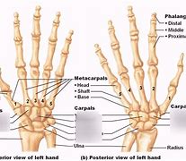 Image result for Carpel Label Diagram