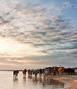 Image result for Nguni Cattle On Beach