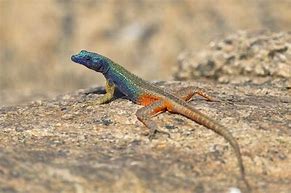 Image result for African Flat Lizard