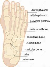 Image result for Phalanges of the Foot Anatomy