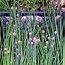 Image result for Chives in Herb Garden