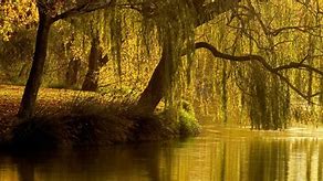 Image result for Willow Tree Arkansas