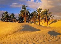 Image result for Desert Oasis Egypt