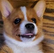 Image result for Chonky Corgi