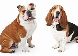 Image result for English Bulldog Basset Hound Mix