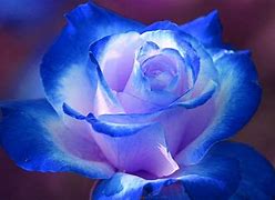 Image result for Blue Rose Flower Field