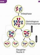 Image result for Product of Meiosis