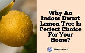 Image result for Dwarf Lemon Tree Indoor