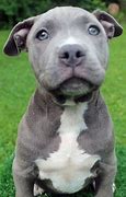 Image result for Baby Pittie