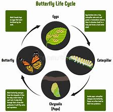 Image result for Bug's Life Butterfly