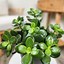 Image result for Baby Jade Plant