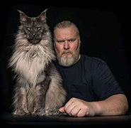 Image result for Person Holding Maine Coon Cat