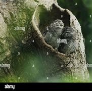 Image result for Hollow Owl Stautes