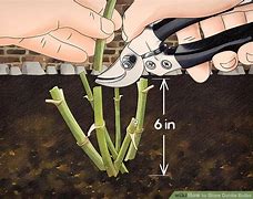 Image result for How to Plant Dahlia Bulbs