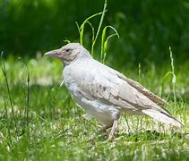 Image result for Albino Crow