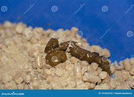 Image result for Worms in Kittens Poop